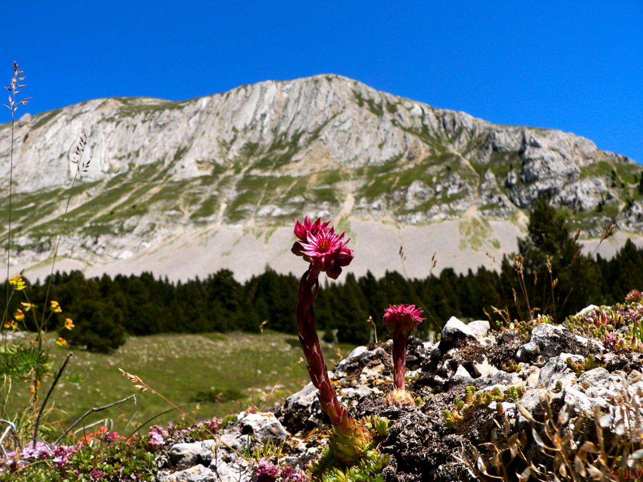 joubarbe et grand Veymont