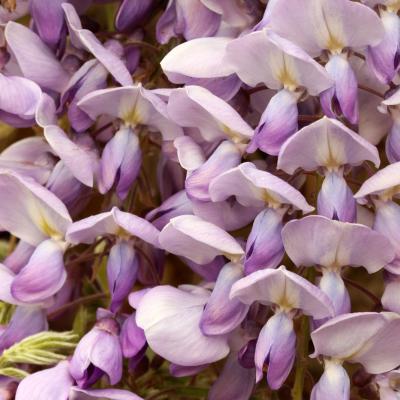glycine