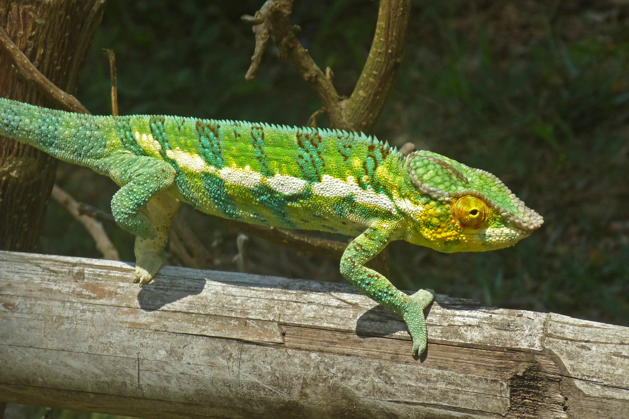 caméléon