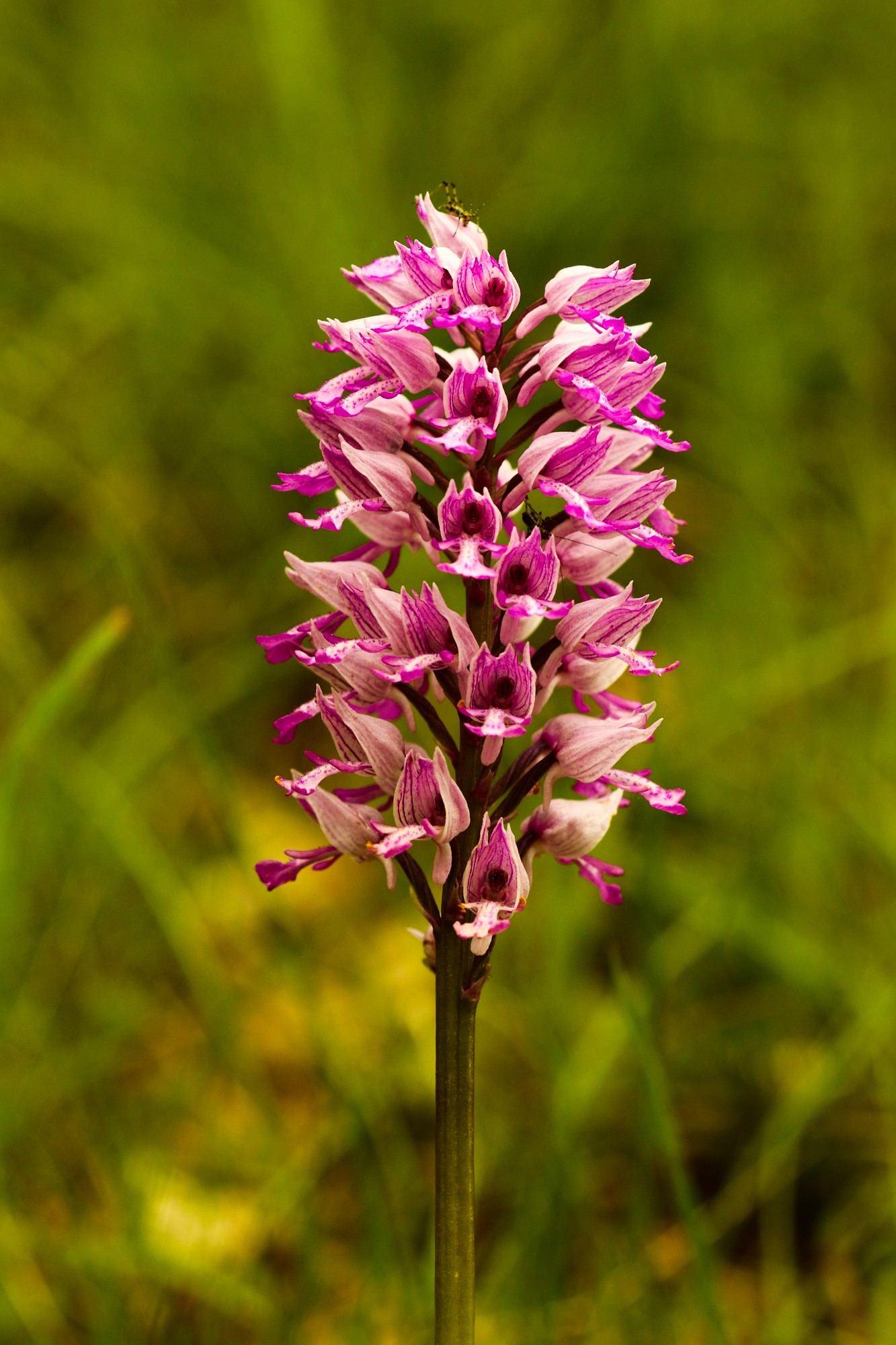 orchis militaire