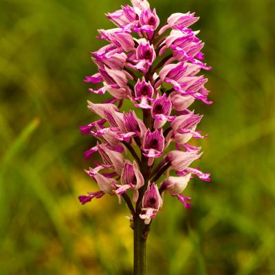 orchis militaire