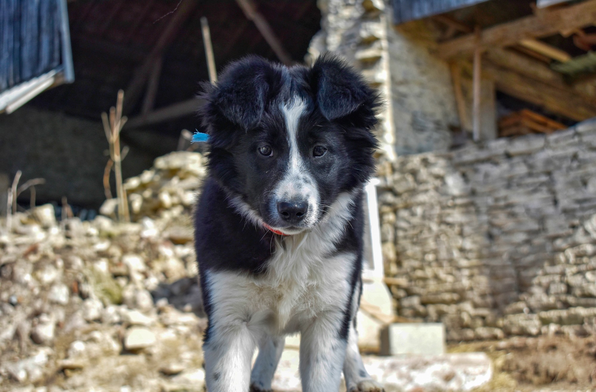 aimez vous mon autoportrait ?