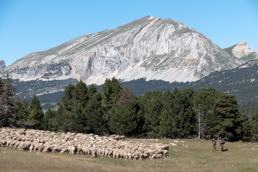 Jyg au pied du grand veynont redimensionner