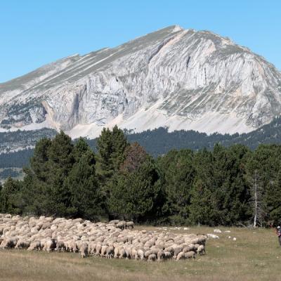 Jyg au pied du grand veynont redimensionner