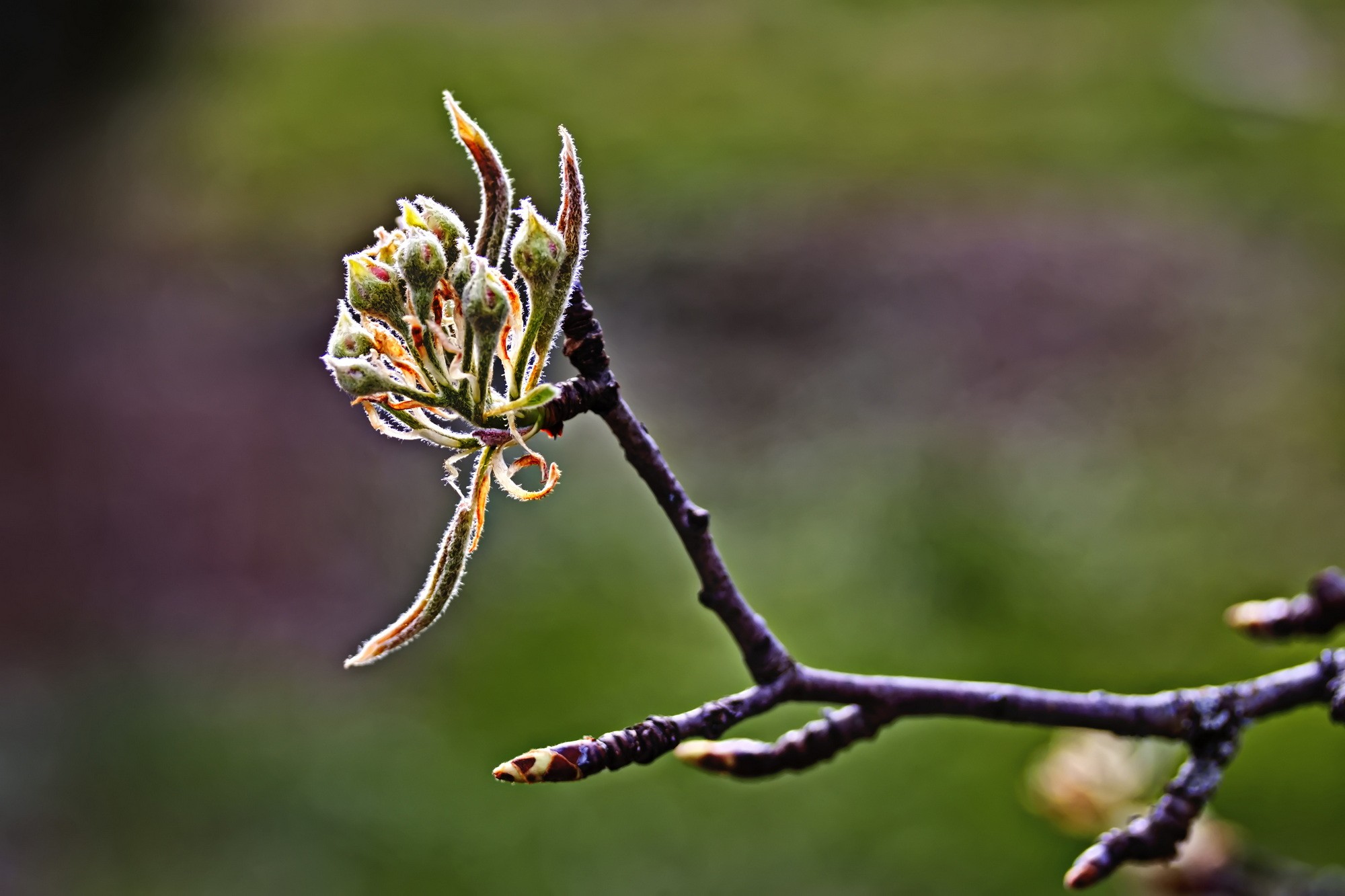 Jyg bourgeons poirier