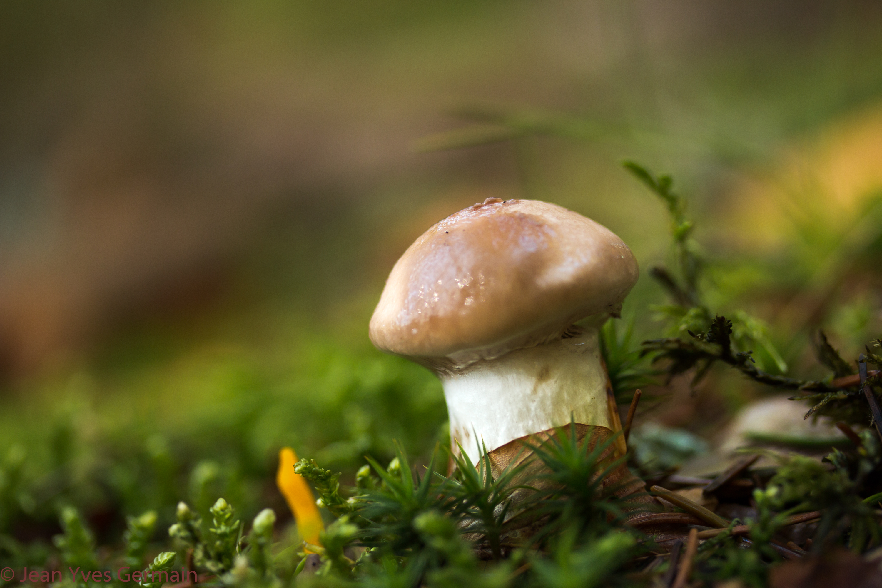 Champignons dans les bois