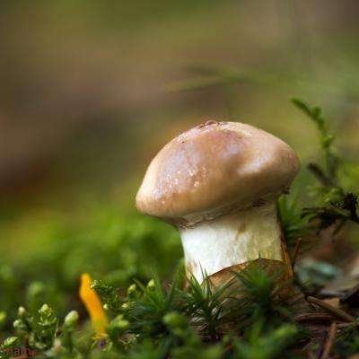 Champignons dans les bois