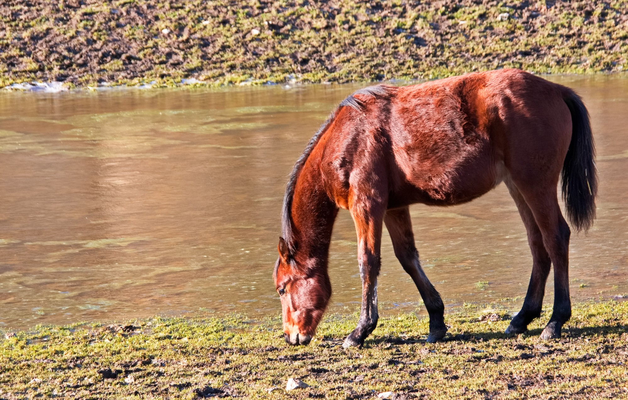 cheval au ranch de la chapelle