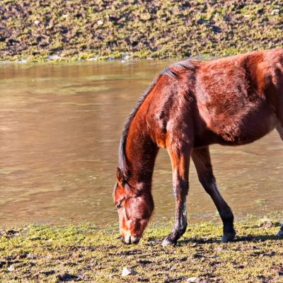 cheval au ranch de la chapelle