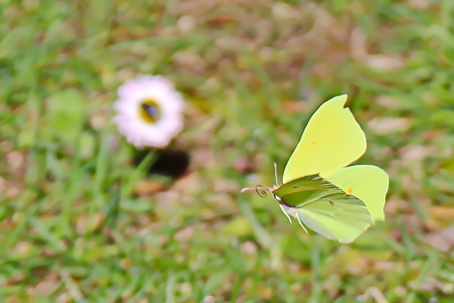 Jyg citron 