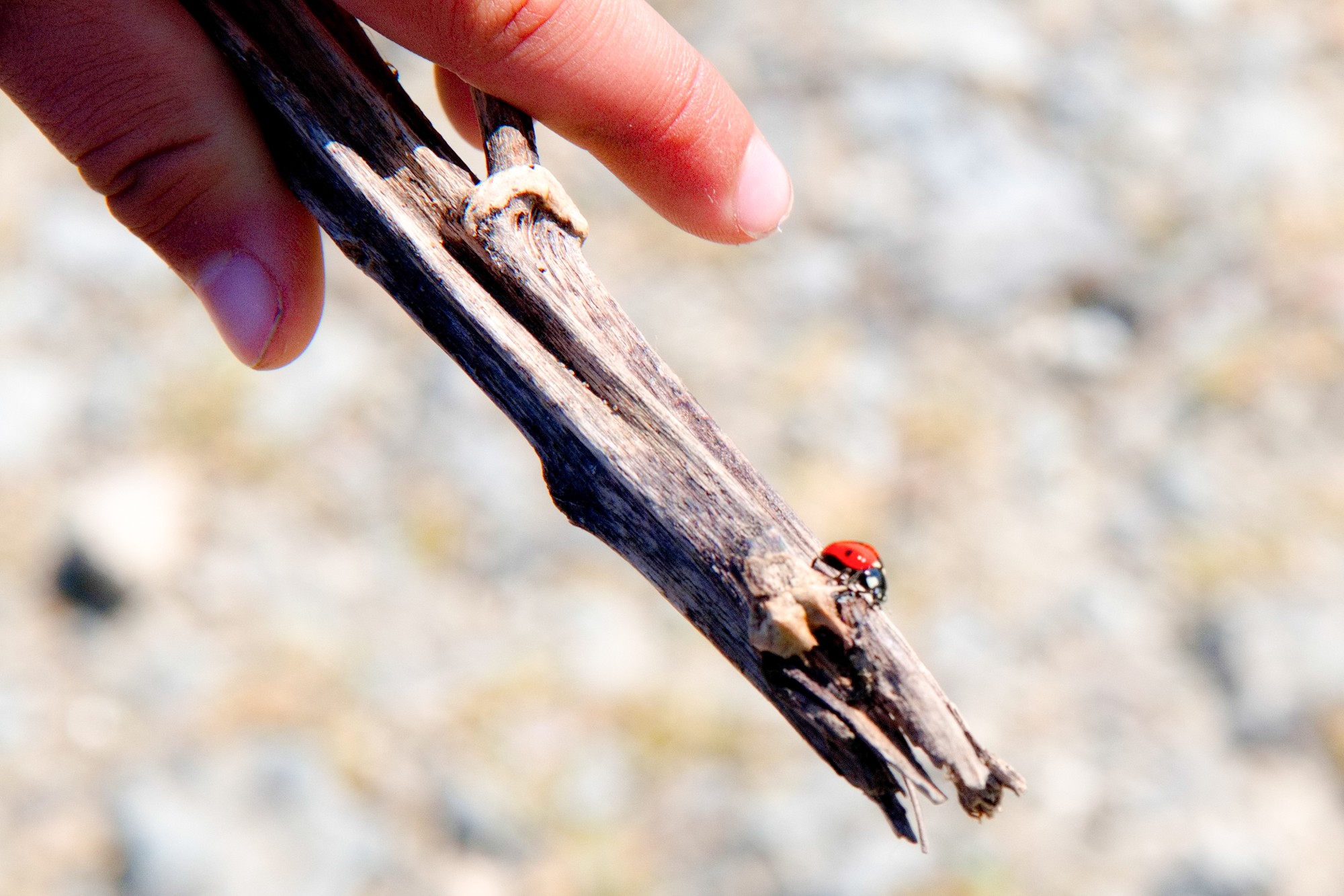 coccinelle