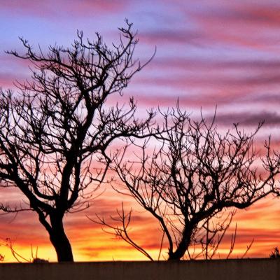 Jyg contre jour barcares