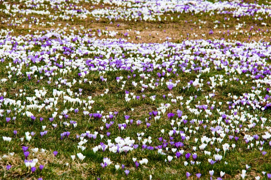 Jyg crocus redimensionner