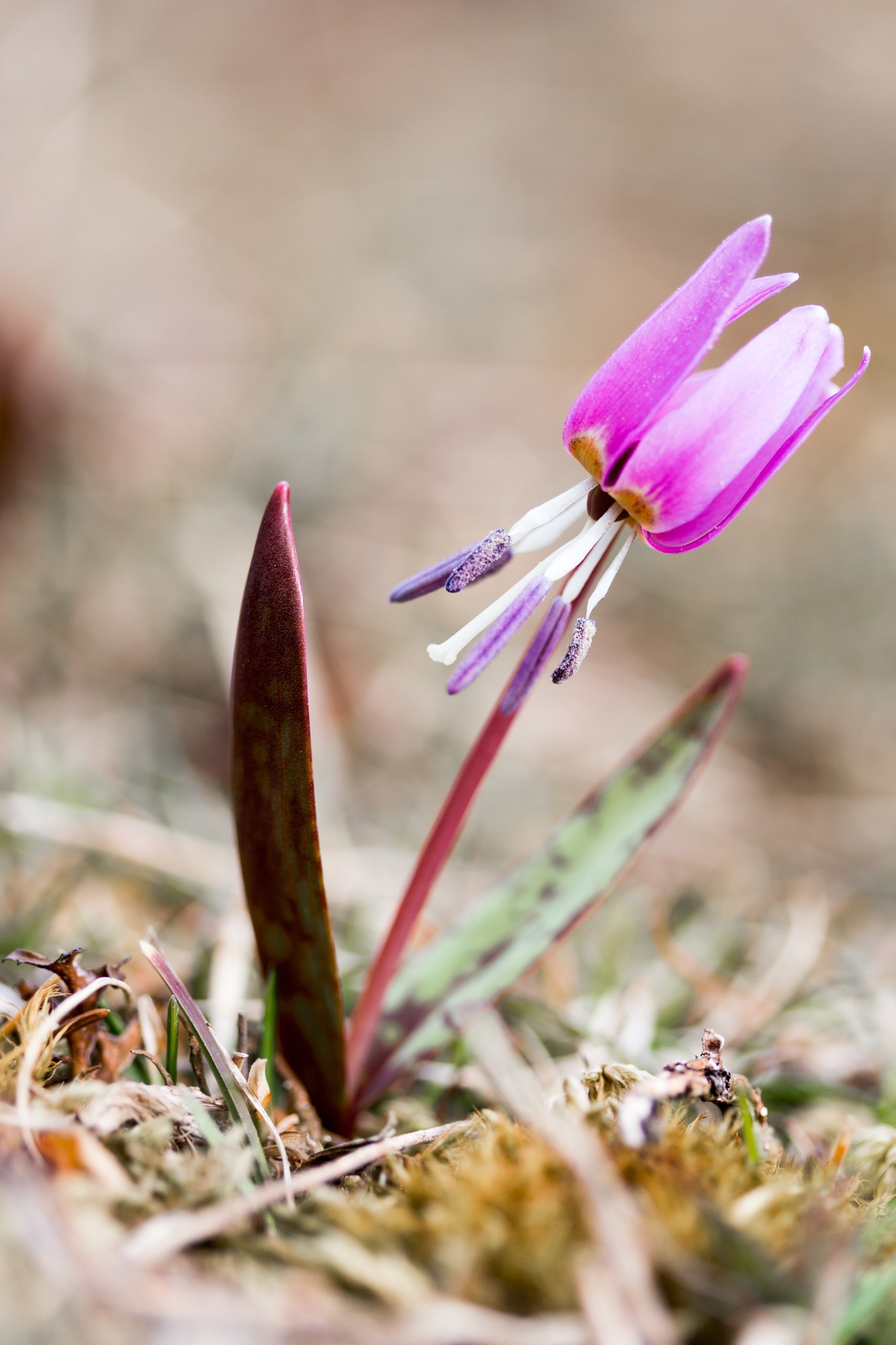 Erythronium dens-canis