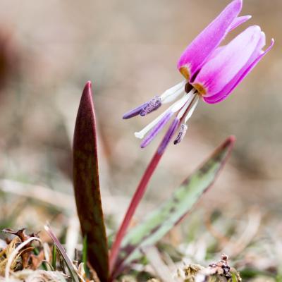 Erythronium dens-canis