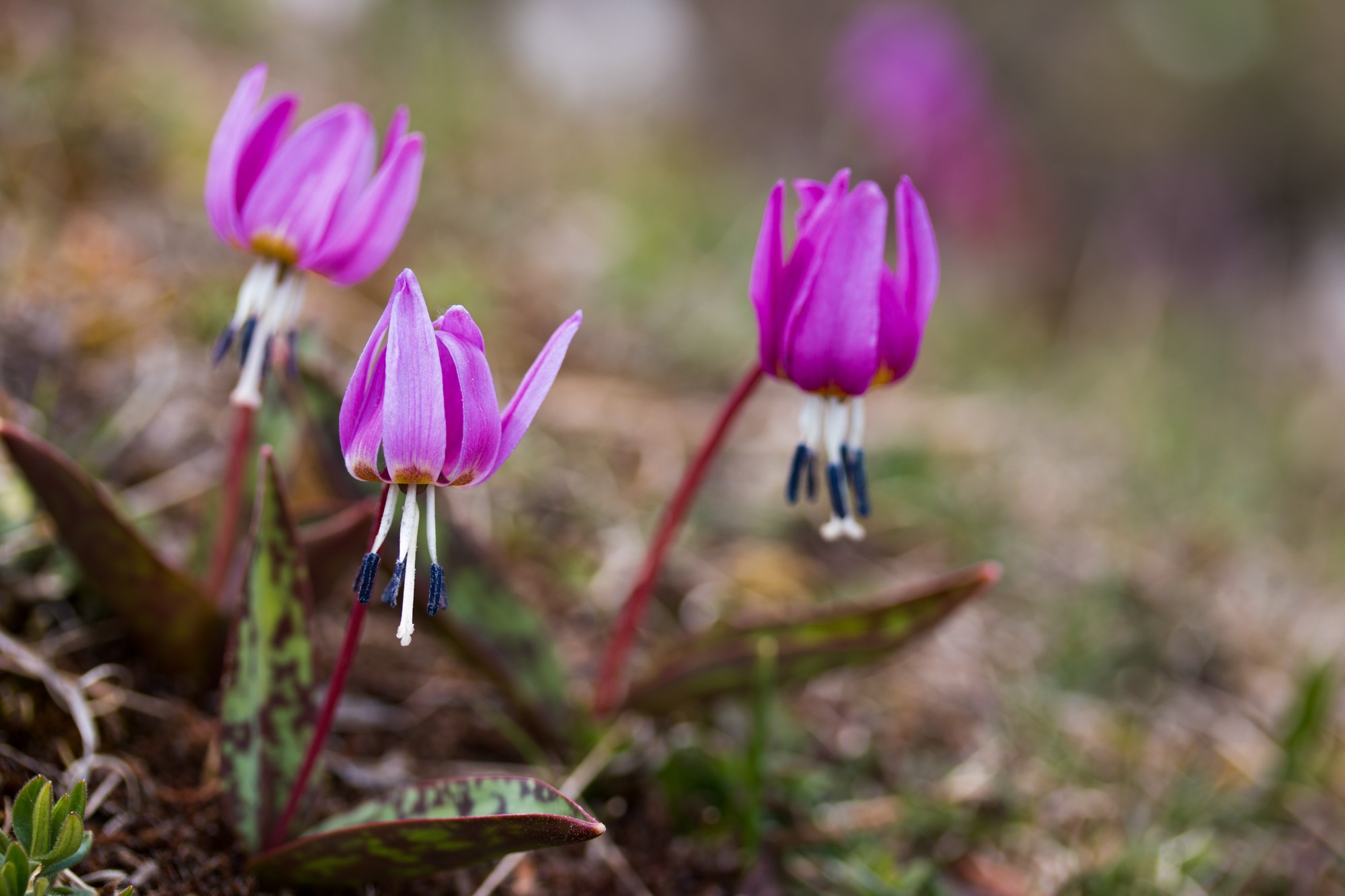 Erythronium dens-canis