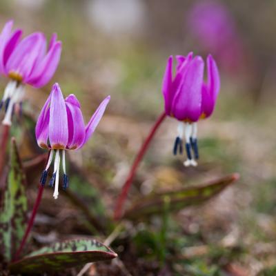 Erythronium dens-canis