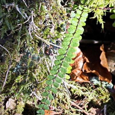 Jyg fougere dentelle redimensionner