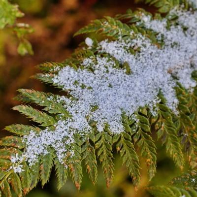 Jyg fougere givree redimensionner