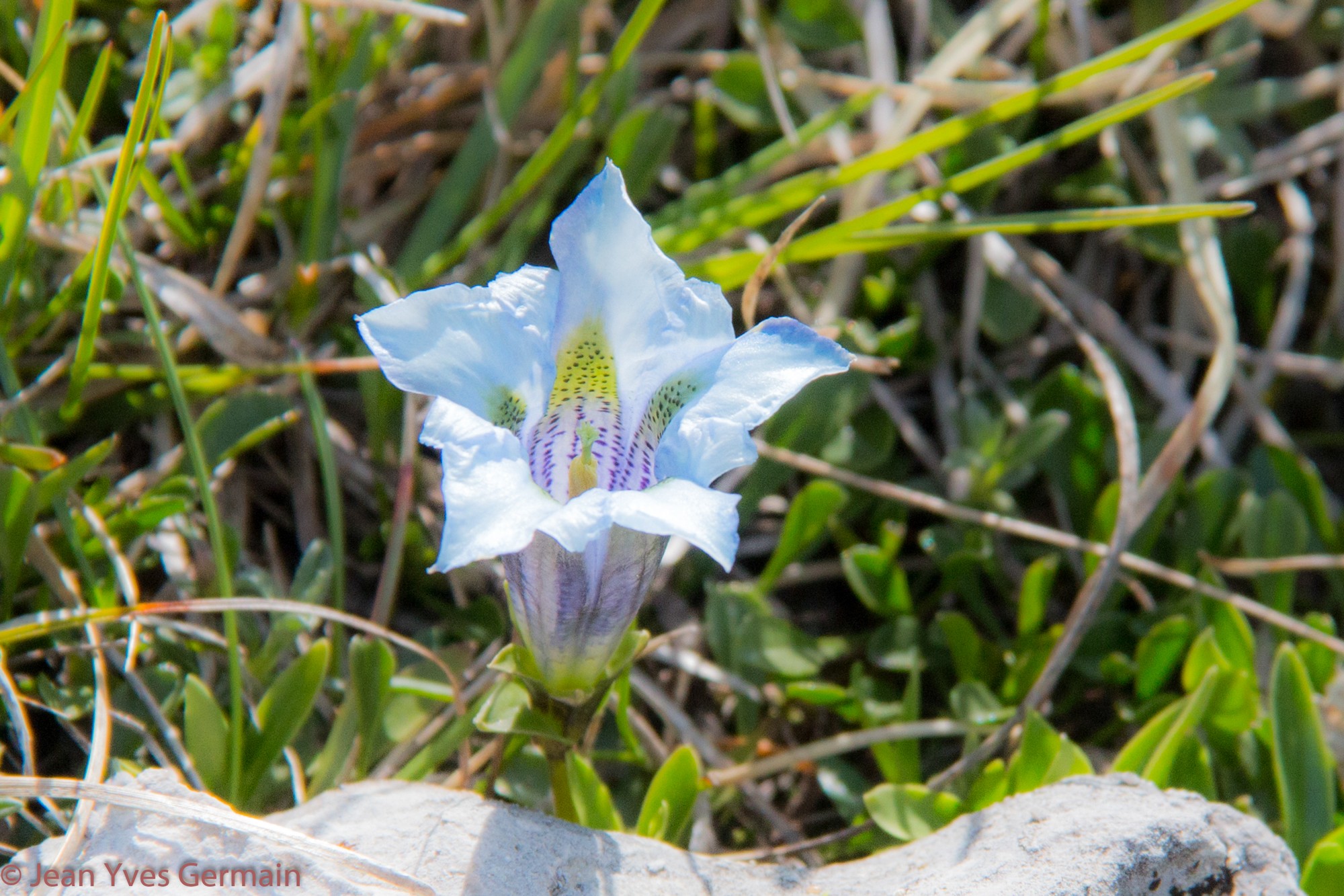 gentiane albinos