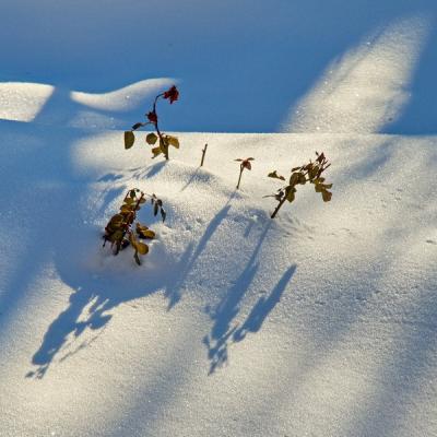 Jyg survivre sous la neige