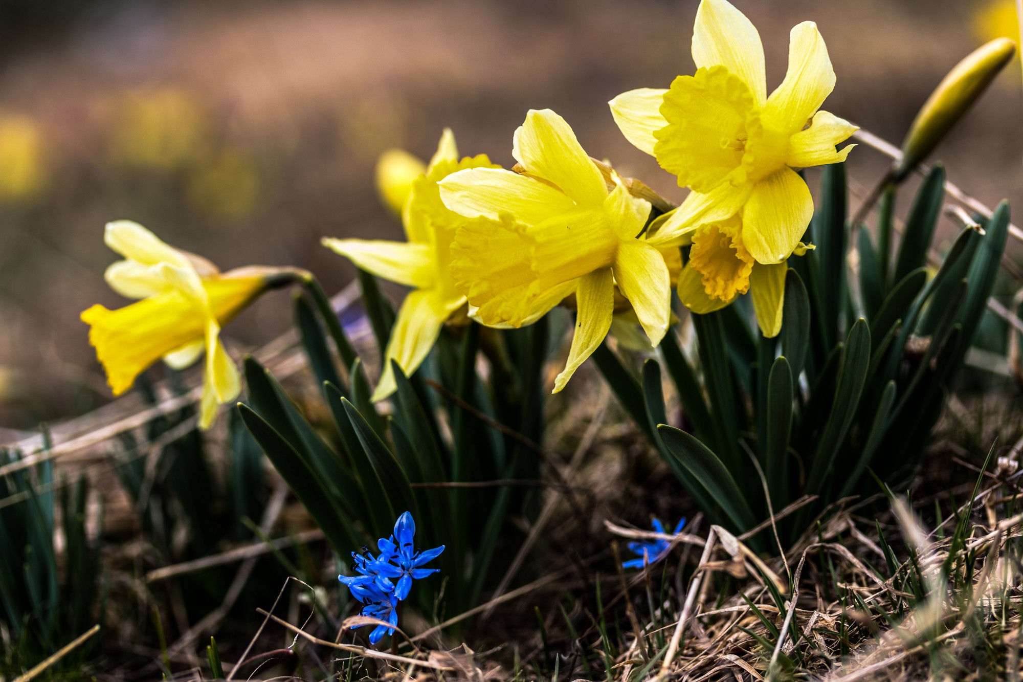  jonquilles