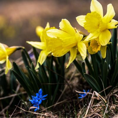  jonquilles