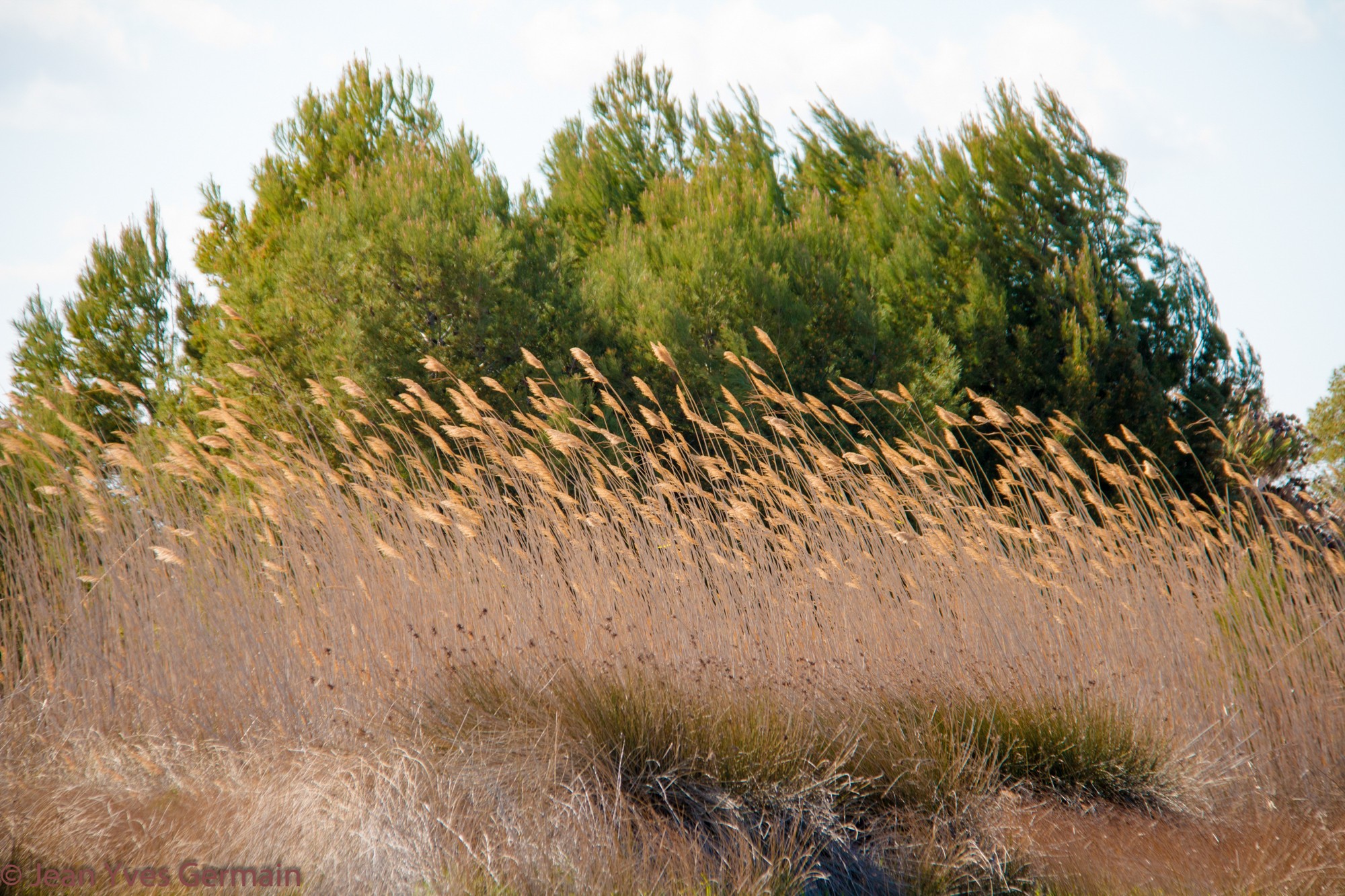 le vent dans l'herbes sentier des dosses