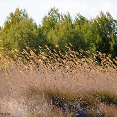 le vent dans l'herbes sentier des dosses