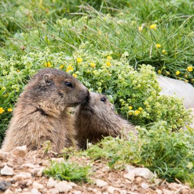 marmottes au pas de chatons 