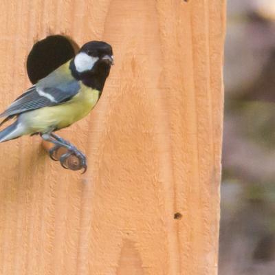 mésange charbonnière