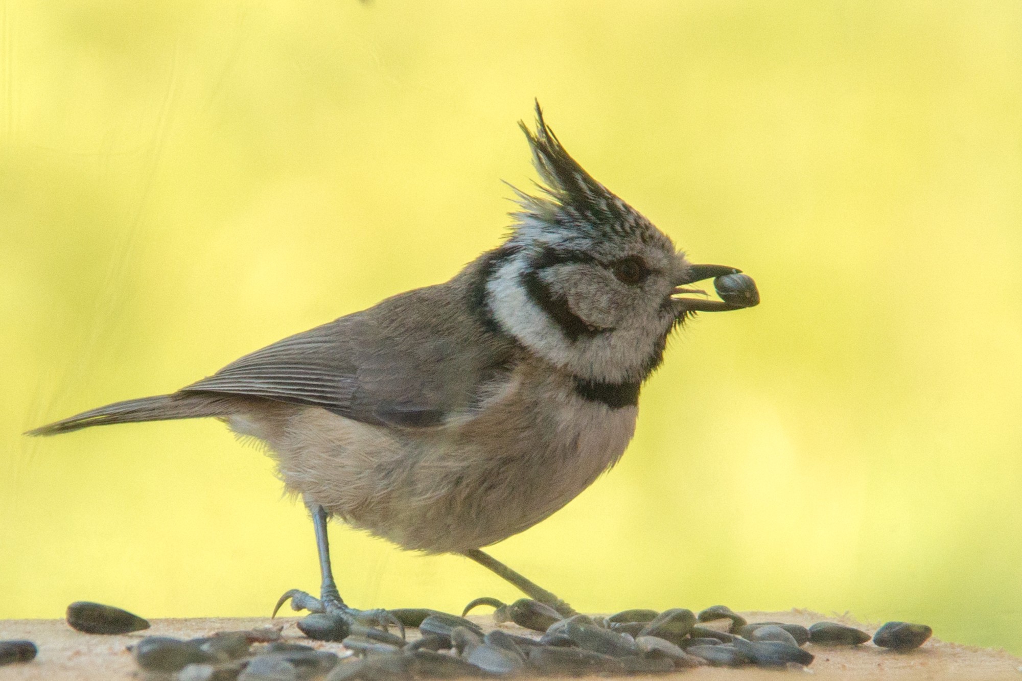 mésange huppée