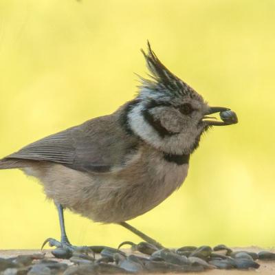 mésange huppée