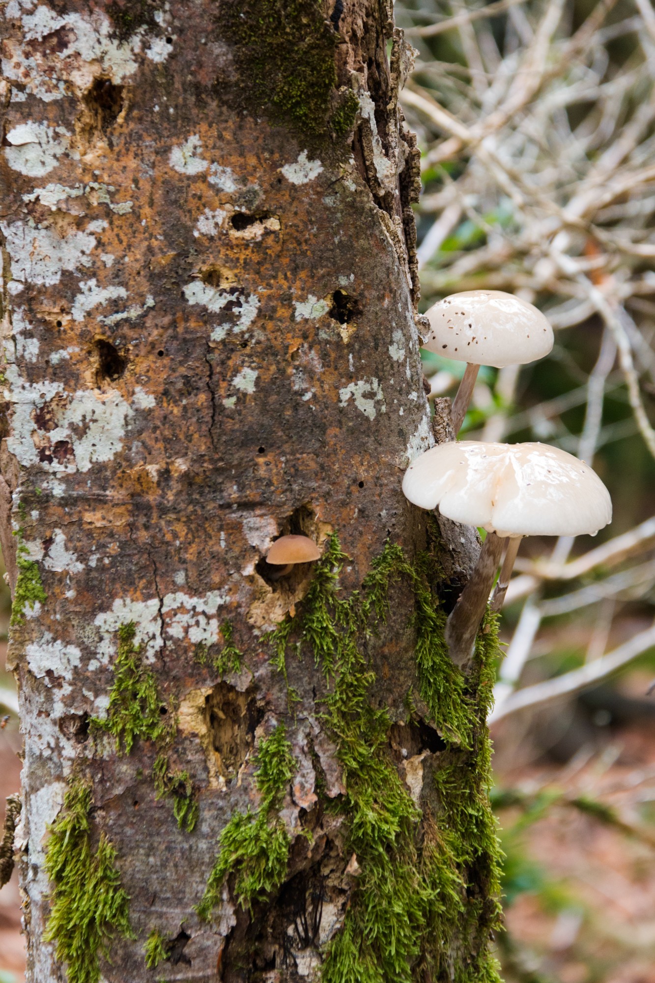 gite pour champignons