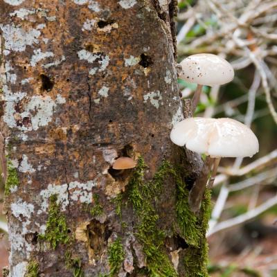 gite pour champignons