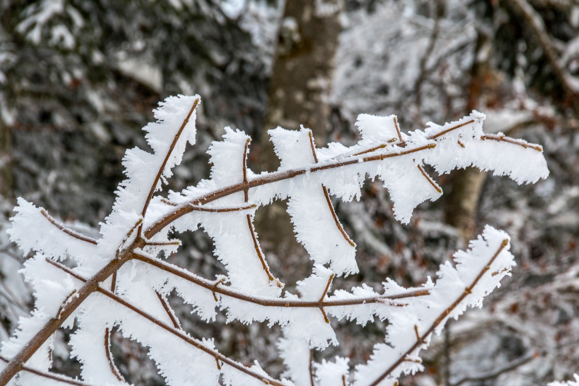 neige figée par le froid et le vent