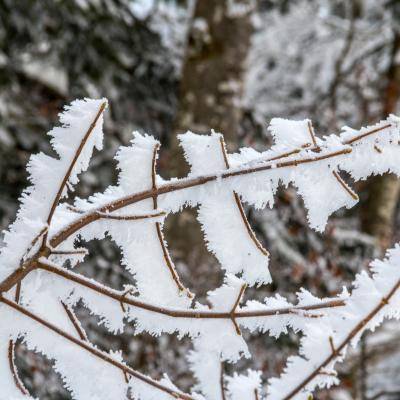 neige figée par le froid et le vent