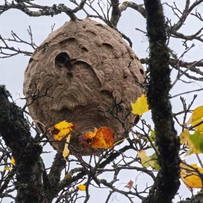 Jyg nid de frelons asiatiques