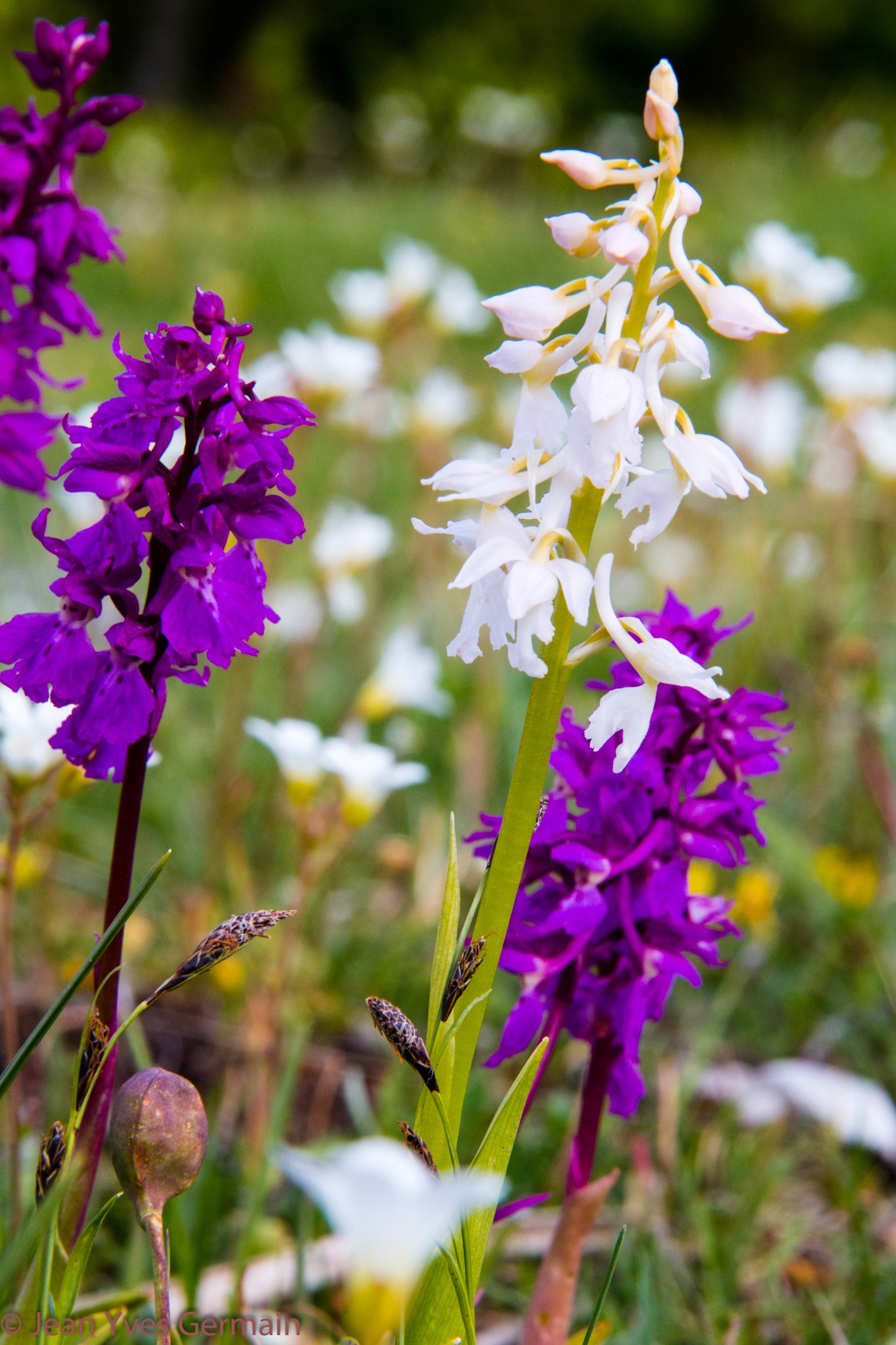 orchis mascula albinos