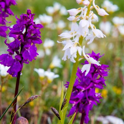 orchis mascula albinos