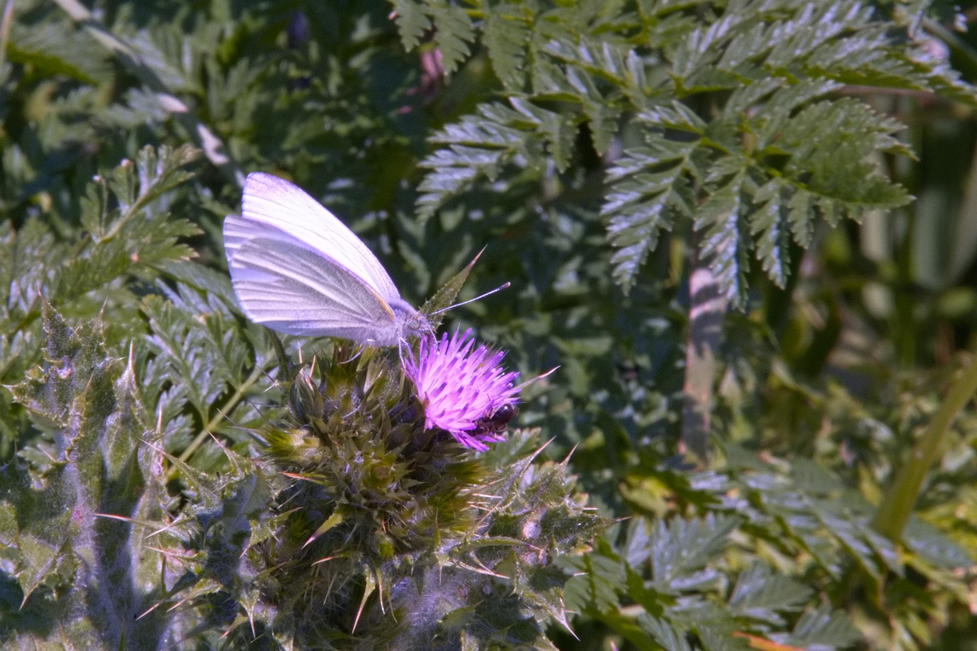 papillon et coccinelle pieride