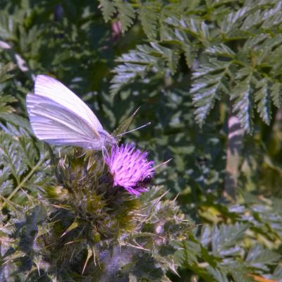 papillon et coccinelle pieride