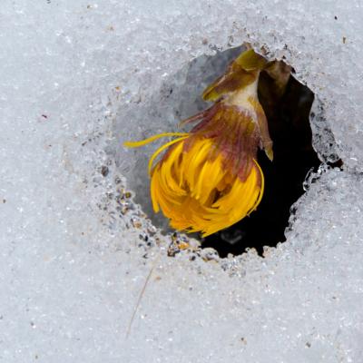 perce-neige (au sens propre)