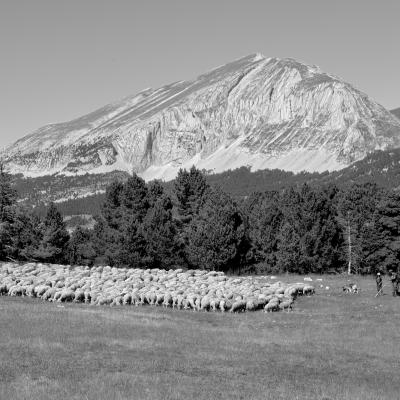 scene pastorale au pied du veymont