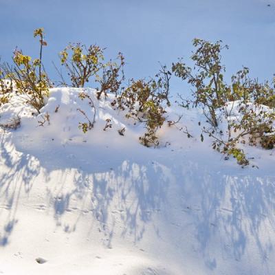 Jyg rosiers sous le neige