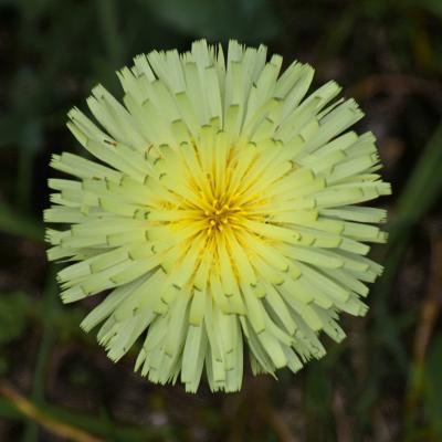 Jyg urosperme