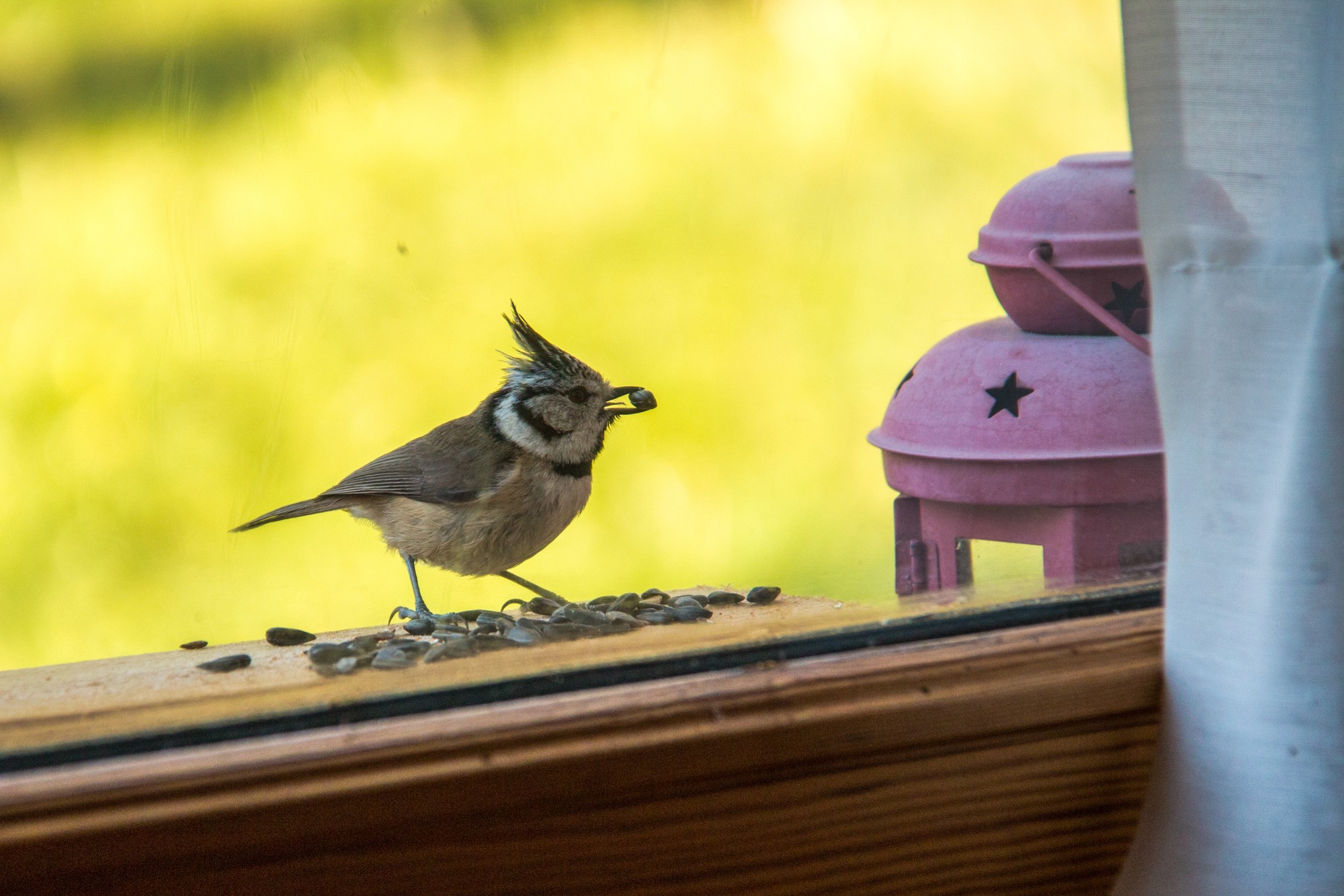 petit déjeuner avec une mésange huppée