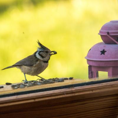 petit déjeuner avec une mésange huppée