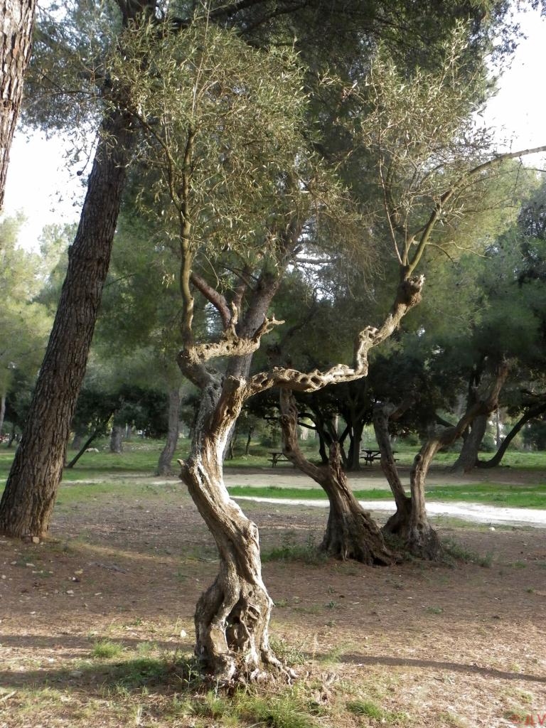 l'arbre qui dance