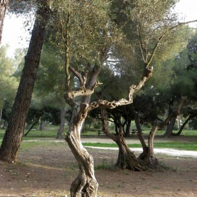 l'arbre qui dance